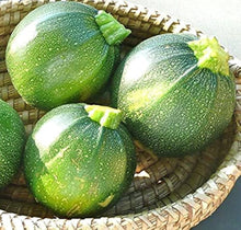 Zucchini Seeds (Cucurbita pepo) for productive rows in the kitchen garden or backyard beds
