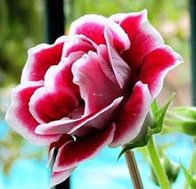 Gloxinia Seeds (Sinningia speciosa) for colorful blooms in the Flower Bed & Home Garden