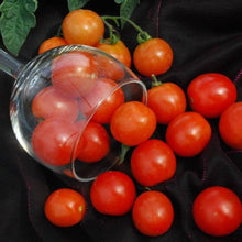 Tumbling Tom Red Tomato Seeds (Solanum lycopersicum) for productive rows in the hanging baskets and vertical garden planting