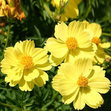 Cosmos Bright Lights Sulphur Orange Yellow Seeds for growers seeking a long-blooming display
