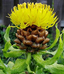 Armenian Basket Seeds for a lasting display in the Flower Bed & Urban Garden