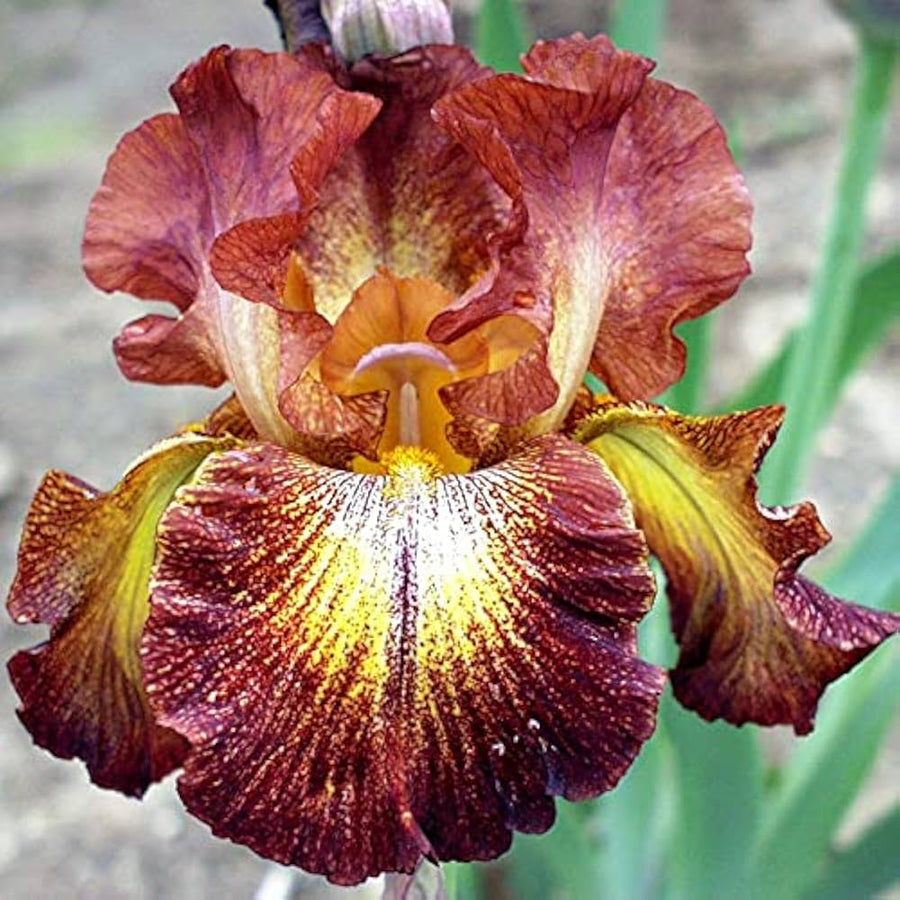 Bearded Iris seeds (Iris germanica) for bold colored flower gardens