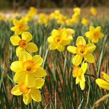 Black Daffodil Seeds for growers seeking a long-blooming display