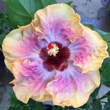 Yellow Purple Hibiscus Seeds for a lasting display in the Perennial Garden Planting