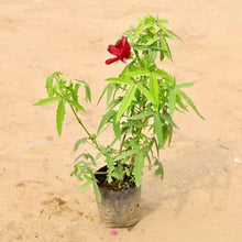 Scarlet Rose Mallow Hibiscus Seeds (Hibiscus spp.) for growers filling out the Flower Bed