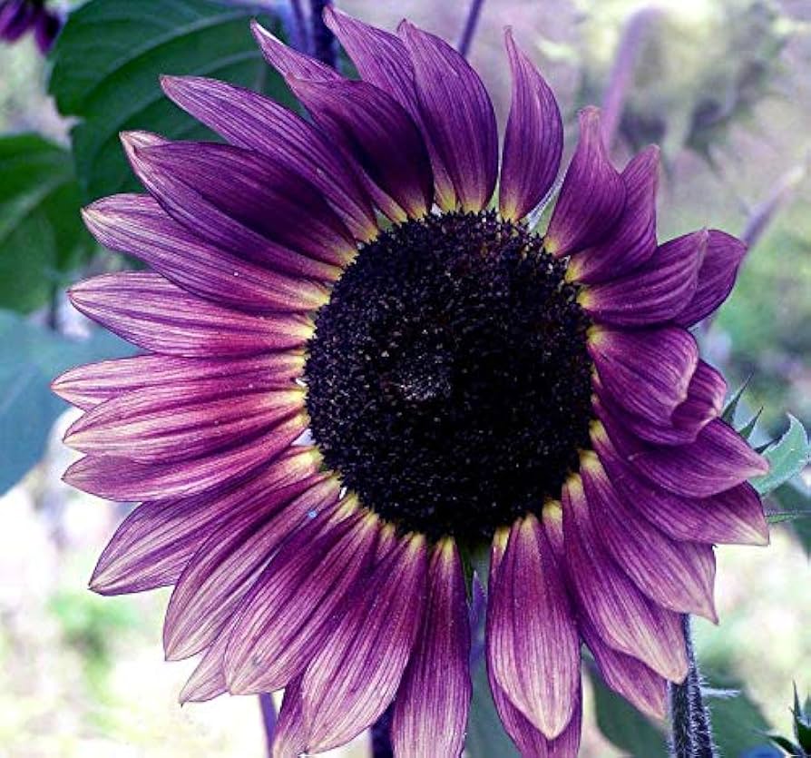Purple Sunflower ��������� Helianthus annuus ��������� for planting in ornamental gardens