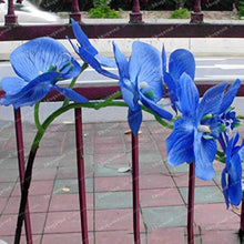 Blue Orchid Seeds for gardeners building out beds and borders
