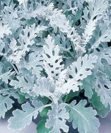 Dusty Miller Silverdust Seeds (Senecio cineraria) for growers filling out the border garden flower bed