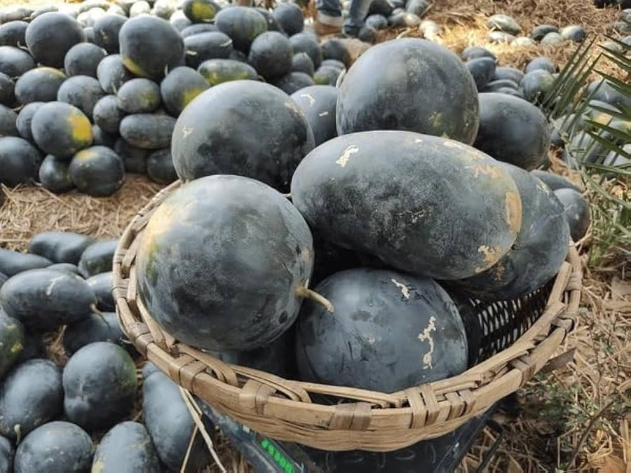 Giant Watermelon Citrullus lanatus for planting in vegetable patch
