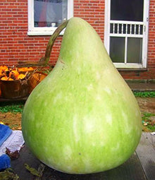Purple Martin Birdhouse Gourd Seeds (Lagenaria siceraria) for productive rows in the ornamental and vertical garden use