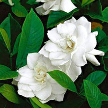 Jasmine Jasminum Sambac Seeds for reliable seasonal color
