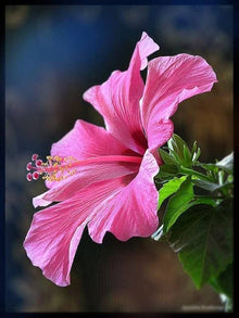 Hibiscus flower red orange giant Seeds for growers planting the hardy exotic garden beds