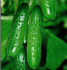Green Cucumber vegetable Seeds for a productive addition to the vegetable patch