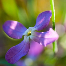 Annual Night Stock Purple Matthiola Bicornis Seeds for gardeners building out beds and borders