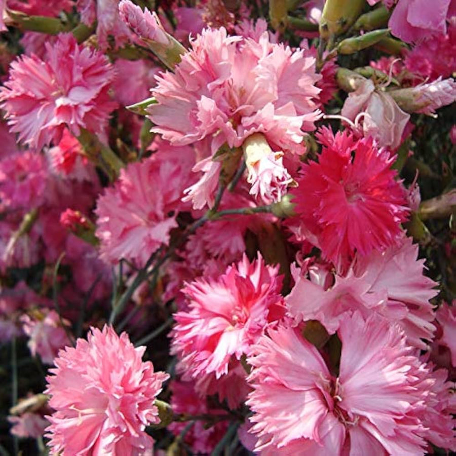 Carnation Dianthus Caryophyllus Rosa Flower Seeds for Planting – Perfect for Cut Flowers and Garden Displays