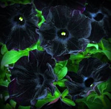 Black Petunia Hybrid Vilm Seeds for growers seeking a long-blooming display