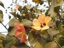 Hibiscus Tiliaceus Seeds (Hibiscus tiliaceus) for growers filling out the tropical gardens and coastal landscapes