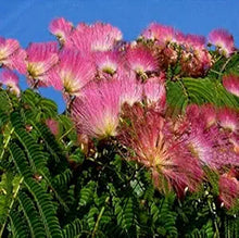 Albizia Saman Albizia saman for planting in tropical garden