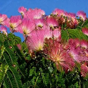 Albizia Saman Albizia saman for planting in tropical garden