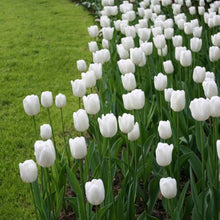 White Emperor Tulip Bulbs for growers filling out the Pure White Spring Flower Beds