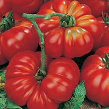 Costoluto Fiorentino Tomato Seeds (Solanum lycopersicum) for home growers seeking a reliable harvest
