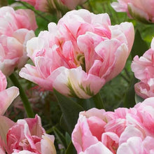 Double Tulip Seeds for gardeners building out beds and borders