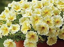 Petunia Lemon Slice Superbells Calibrachoa Light Yellow Plant Seeds for a sweet addition to the home orchard