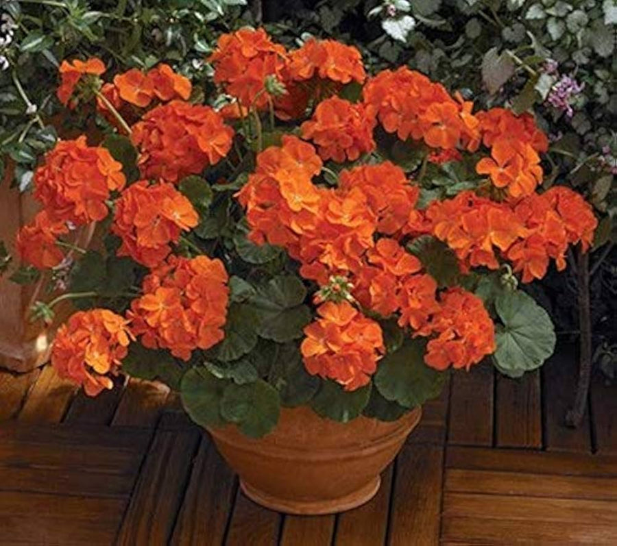 Maverick orange geranium Pelargonium × hortorum flower seeds for planting in backyard gardens - for planting in home garden