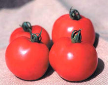 Better Bush VFN Tomato Seeds (Solanum lycopersicum) for a reliable harvest in the Urban Container Beds
