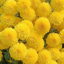 Light Yellow Aster Seeds known for chinese Chrysanthemumarden Flowers