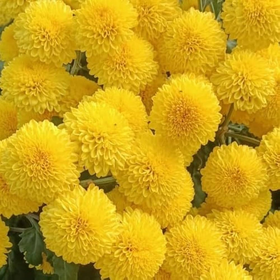 Chrysanthemum perennial flower seeds for flower bed and home garden