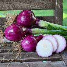 Red (Bull Onion Seeds – Large Red Bulb with Conventional & Pelletized Options) for planting in garden