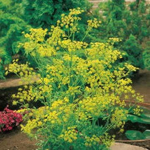 Fragrant Herb Dill Edible Seeds for a fragrant addition to the herb patch