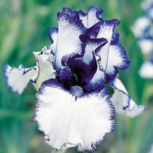 Iris Seeds (Iris germanica) for colorful blooms in the home garden