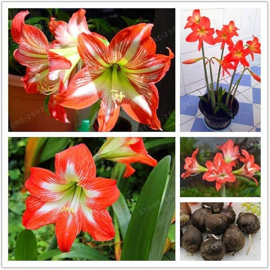 Amaryllis Flower Barbados Lily Plant - for planting in home garden
