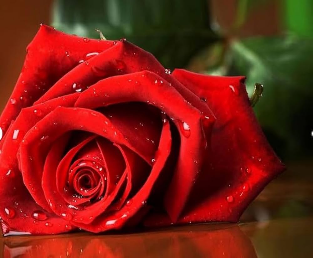 Burgundy rose tree  Rosa spp.  red flowering tree seed