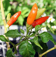 Tomato Seeds (Solanum lycopersicum) for growers stocking the Vegetable Patch