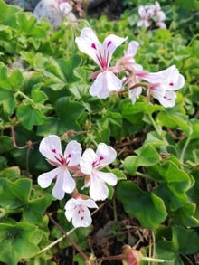 Peltatum Pelargonium Pelargonium Seeds for seasonal color across the Flower Garden Decoration