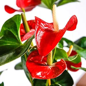 Fuchsia Flower - for planting in home garden