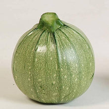 Summer Squash Seeds (Cucurbita pepo) for growers stocking a kitchen garden