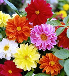Dahlia Dahlia Pinnata Velvet Seeds for a bright addition to the Home Garden Seasonal Blooms