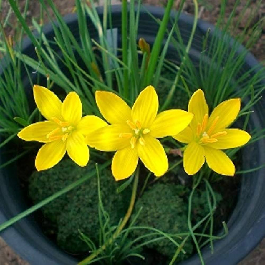 Blue and yellow lily flower seeds