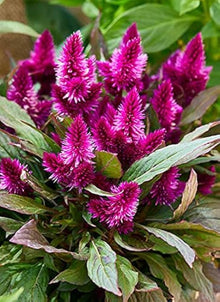 Plant Seeds (Celosia cristata) valued for unique ornamental displays