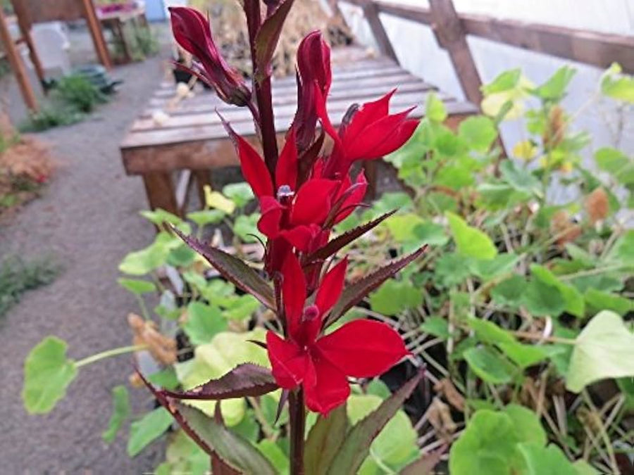Lobelia Vulcan Red flower seeds (pelleted) for vibrant red annuals