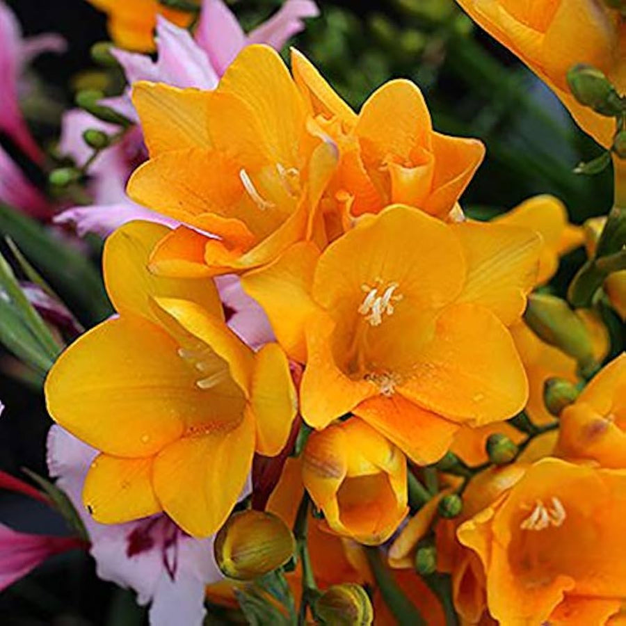 Freesia Freesia spp. for planting in flower bed.