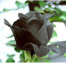 Rose Seeds (Rosa spp.) grown for decorative Planting