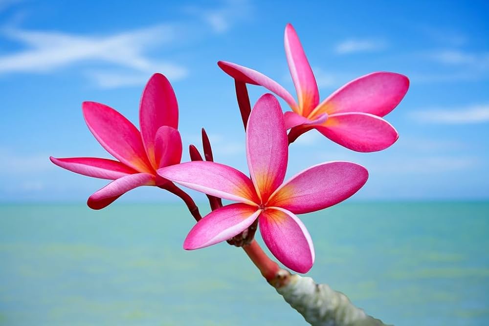 Plumeria (Frangipani) seeds for exotic flowering plants and Hawaiian lei decoration