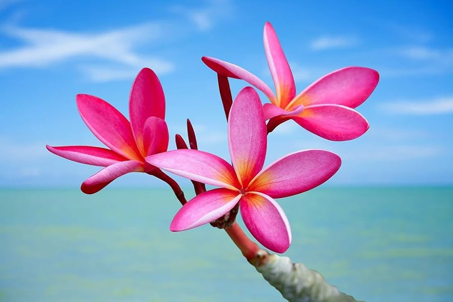 Plumeria (Frangipani) seeds for exotic flowering plants and Hawaiian lei decoration