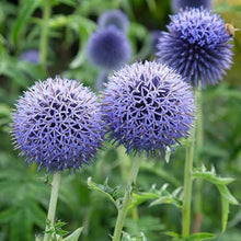 Globe Thistle (Echinops ritro) flower seeds