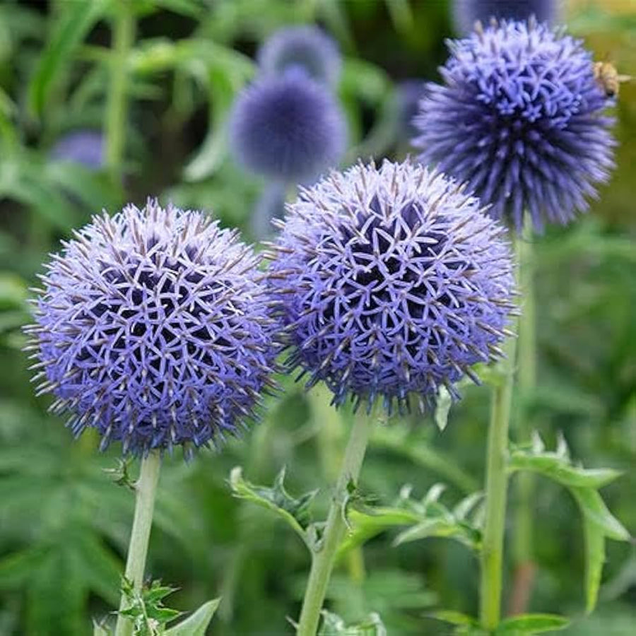 Globe Thistle (Echinops ritro) flower seeds